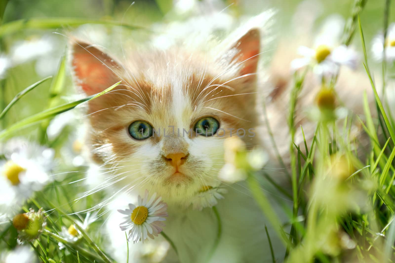 Cute little cat with beautiful eyes in green spring grass, back lit, looking at the camera