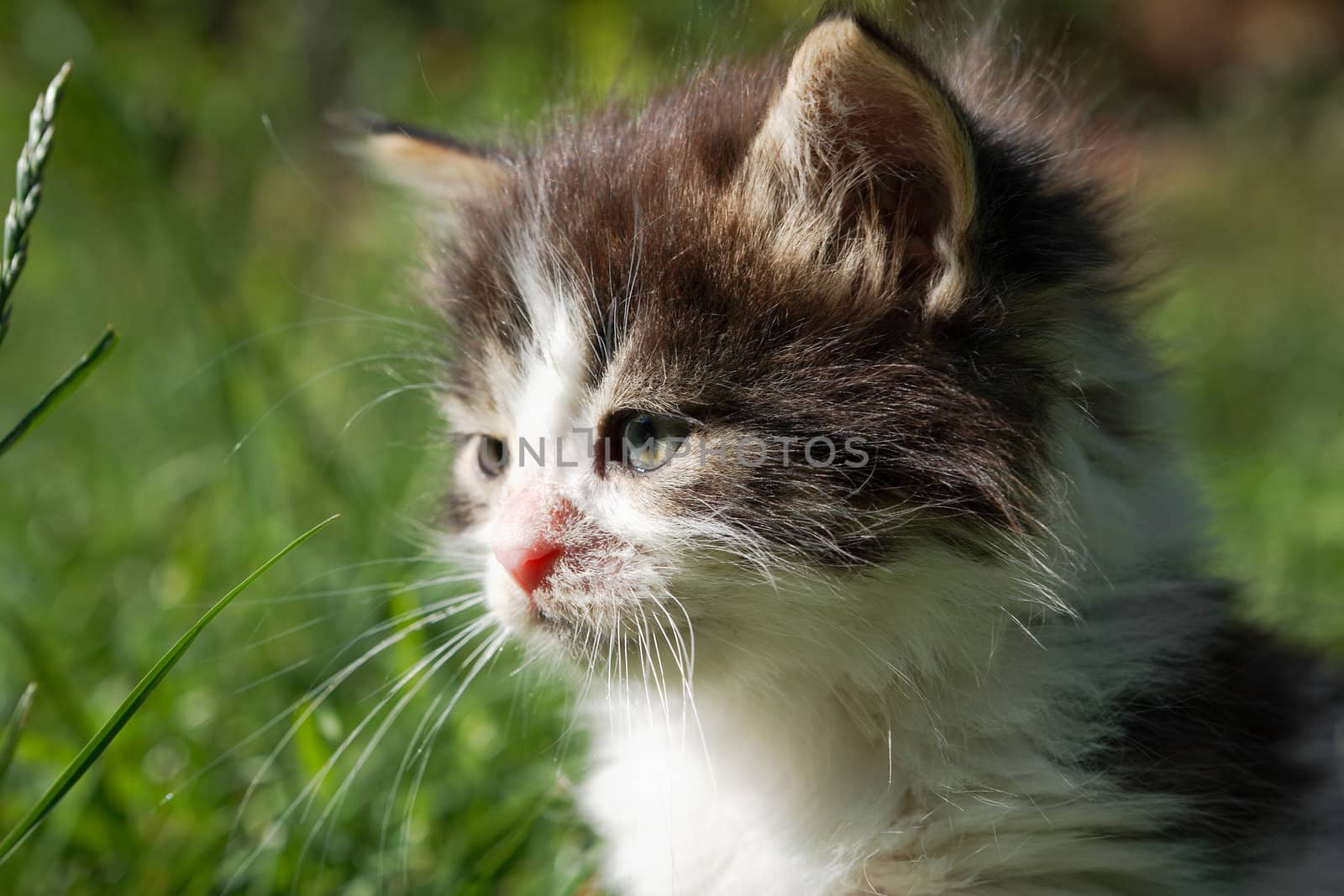 Cute kitten with bushy hair by ecobo