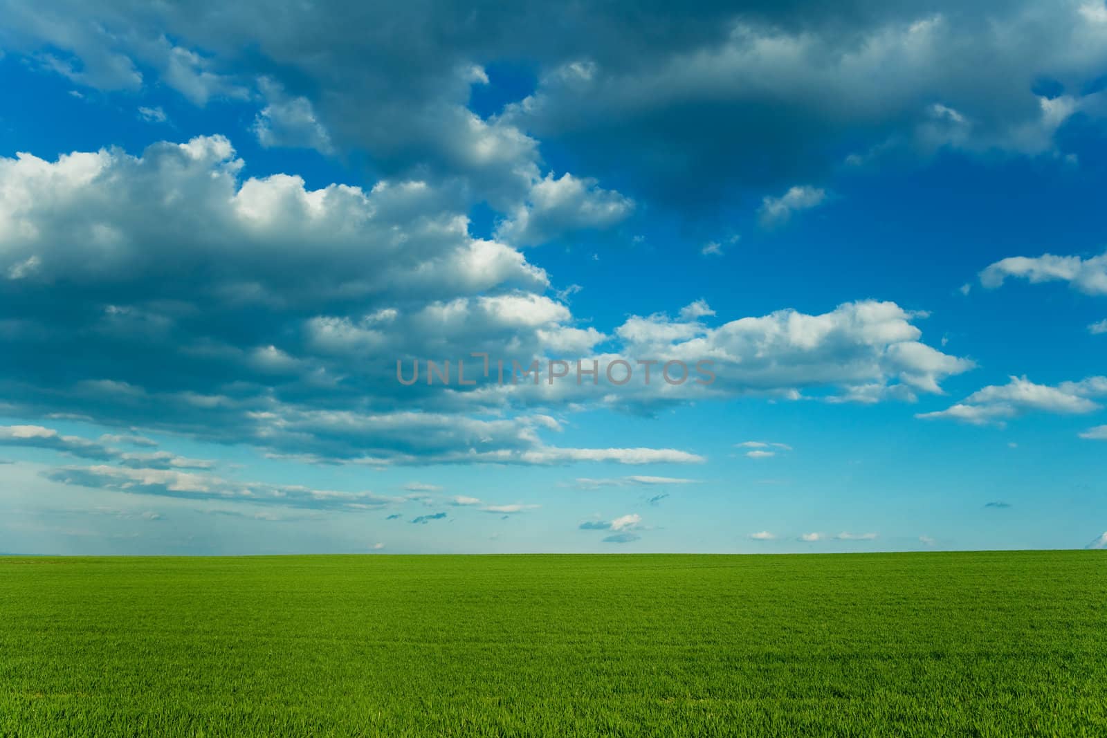 Corn field with green grass and cloudy blue sky