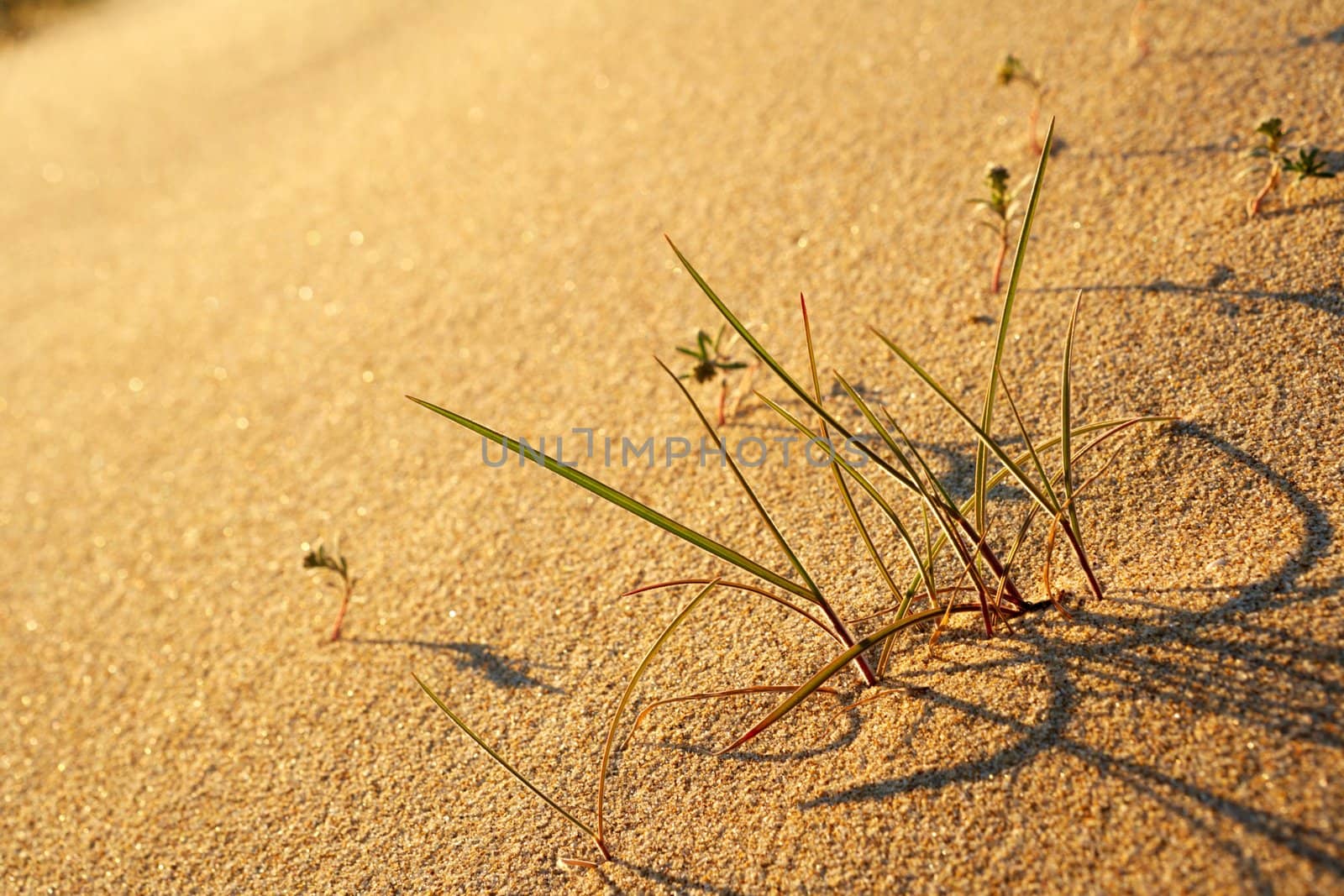 Desert grass in the sand