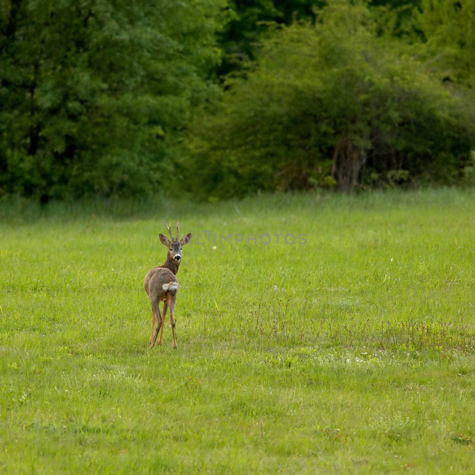European roe deer in a green spring meadow