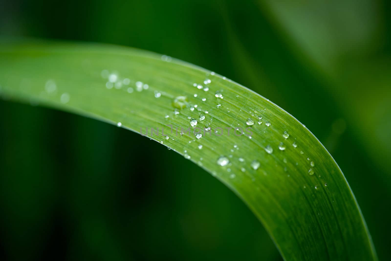 Green spring grass, a spray with rain water drops on it