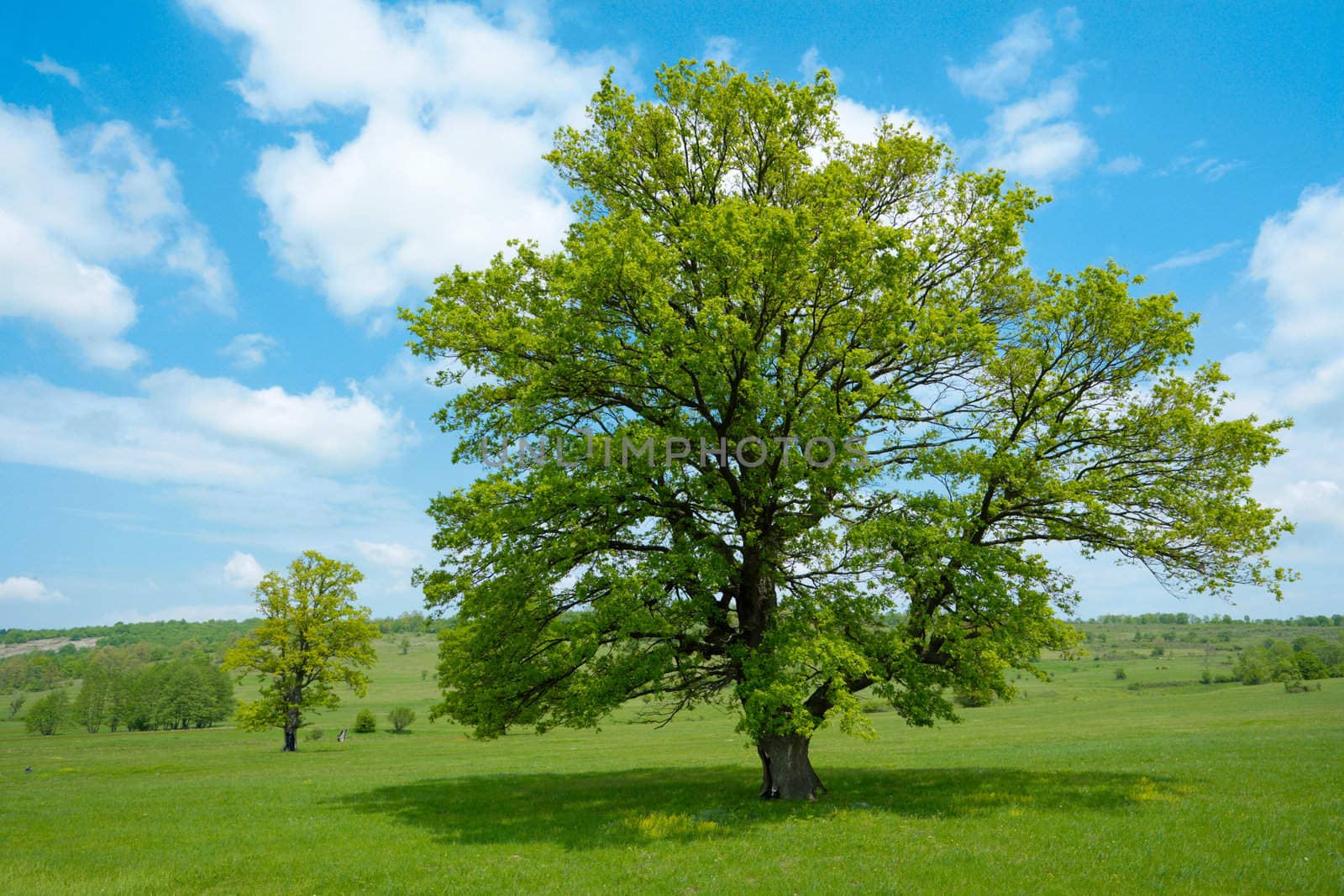 Green tree in a spring meadow