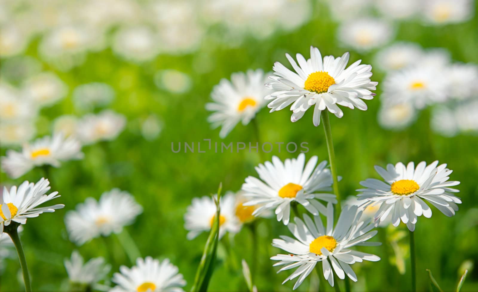 Spring flowers marguerites in a grean meadow by ecobo