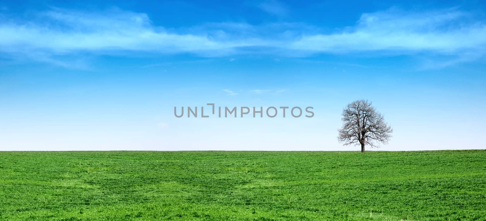 Lonely tree in a fresh spring green grass meadow, with blue sky