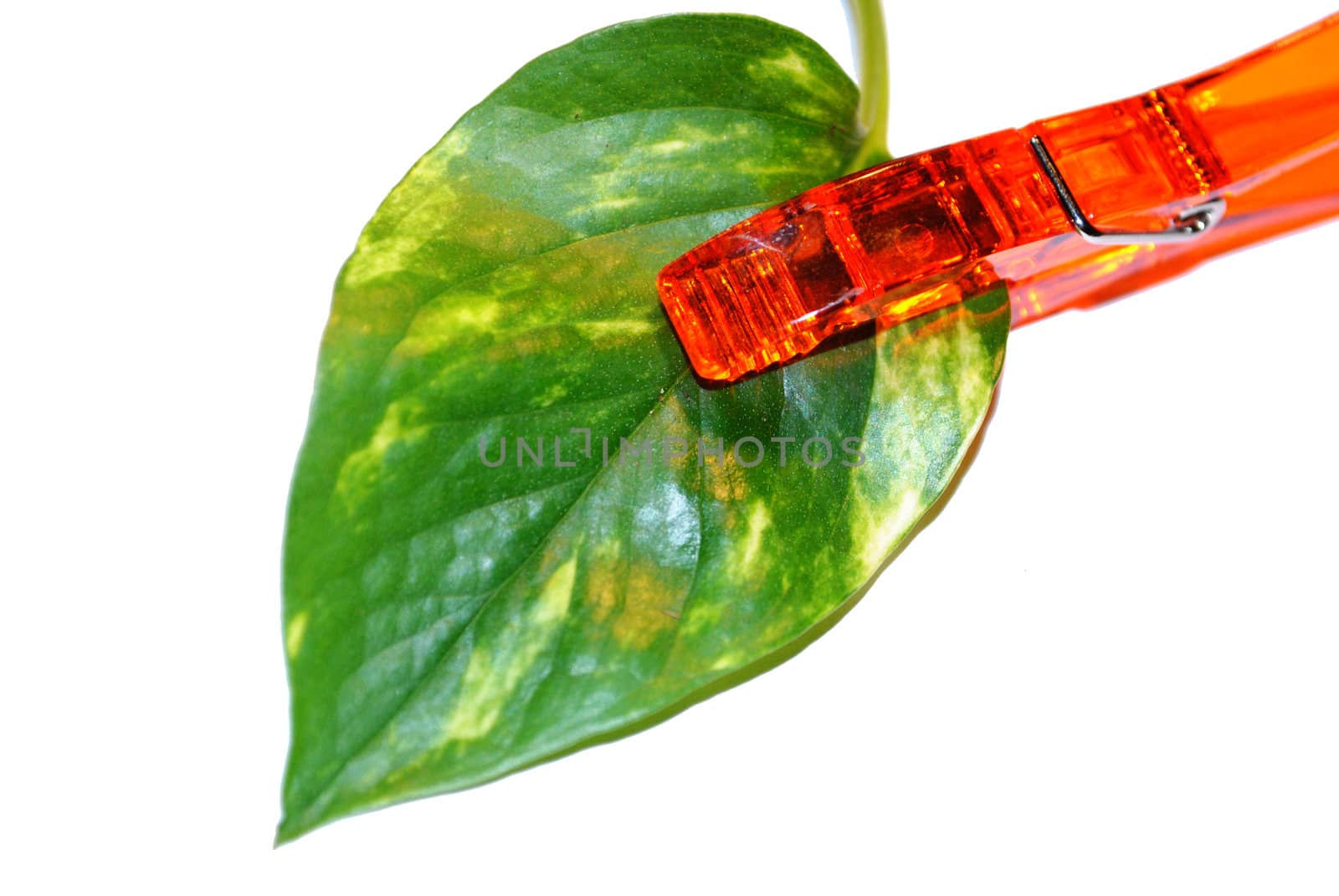 A green leaf held by a clothes-pin.