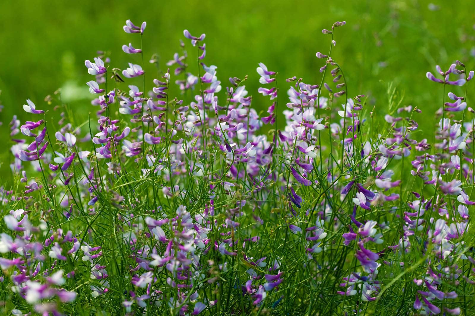 Summer flowers of the field by ecobo