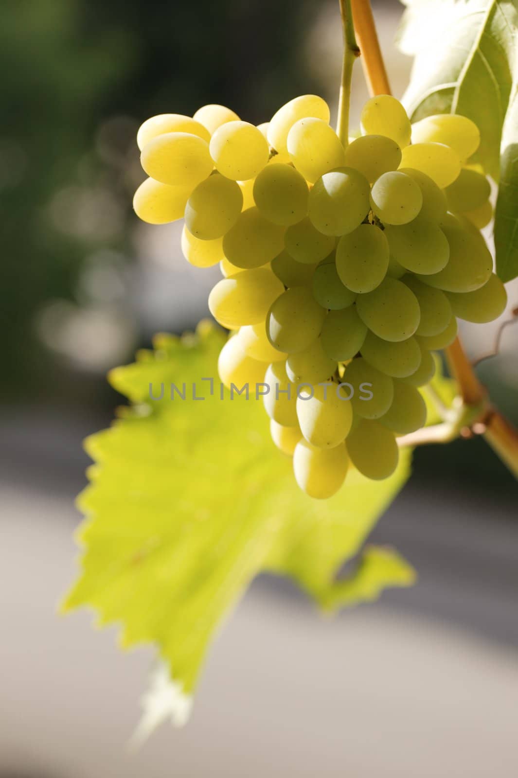 Bunch of ripe yellow dessert grapes