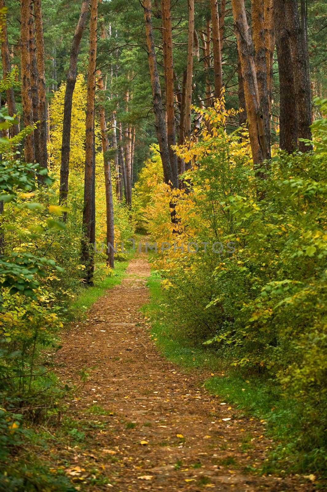 Trail in a autumn forest by ecobo