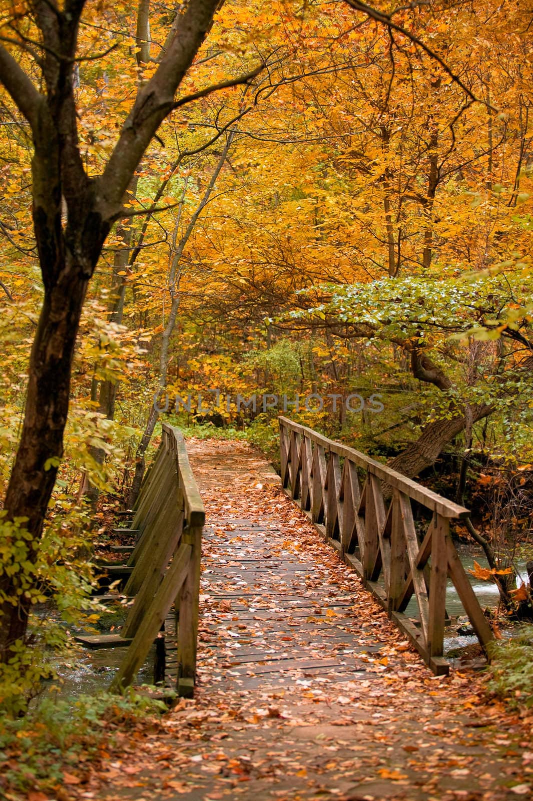 Autumn forest scenery with a stream and a wooden bridge