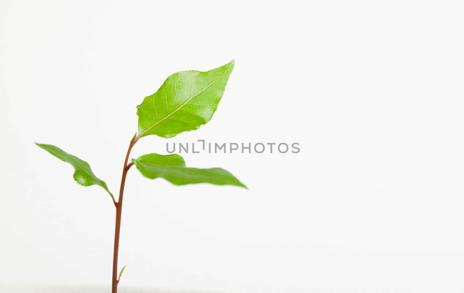 Green laurel sprout isolated on a white background