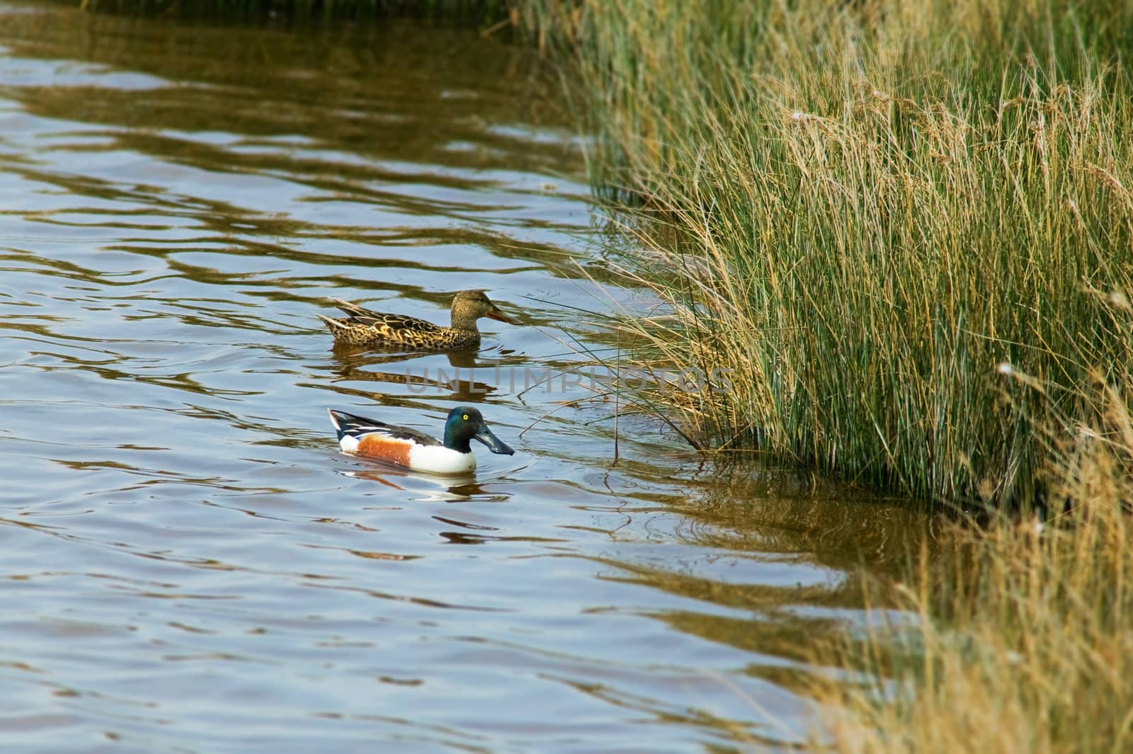 Couple of wild ducks on water by ecobo