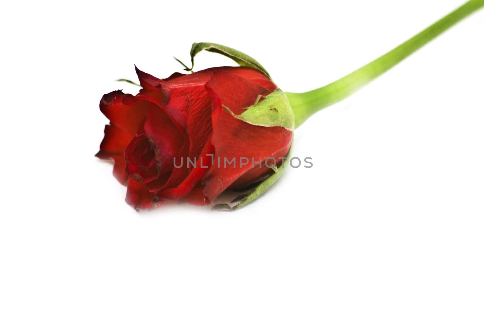 Isolated red rose close-up