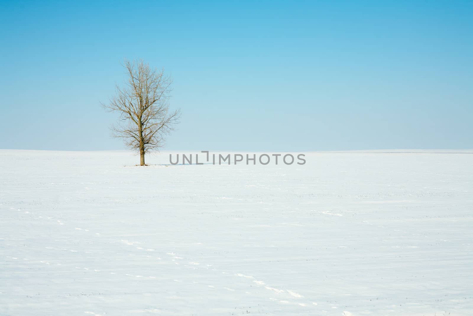 Lonely tree in winter field by ecobo