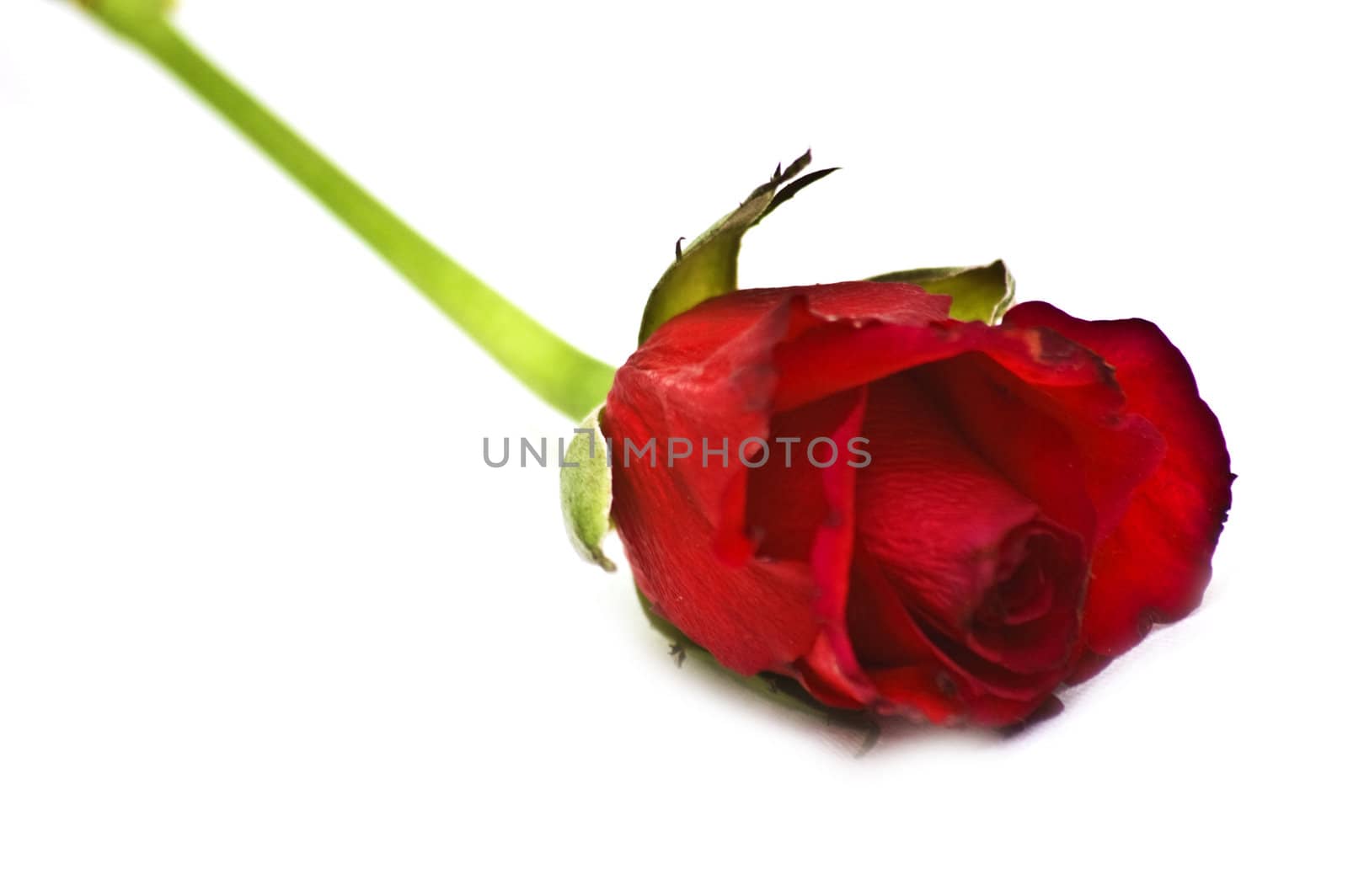 Isolated red rose close-up