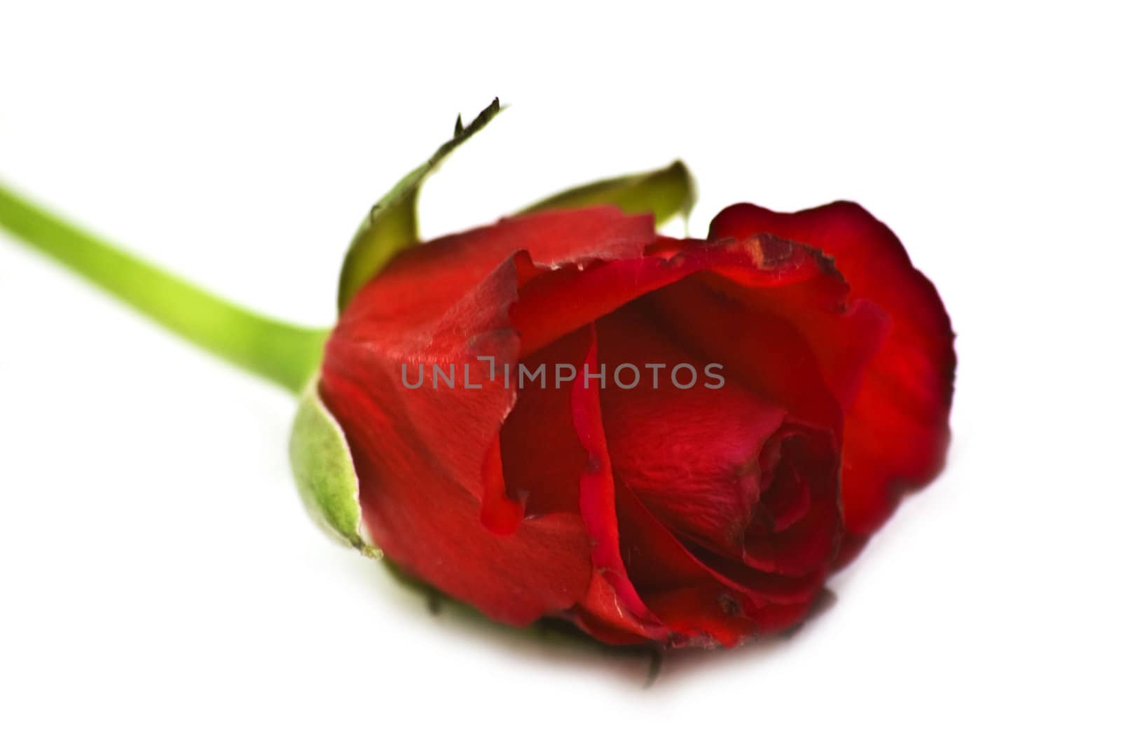 Isolated red rose close-up