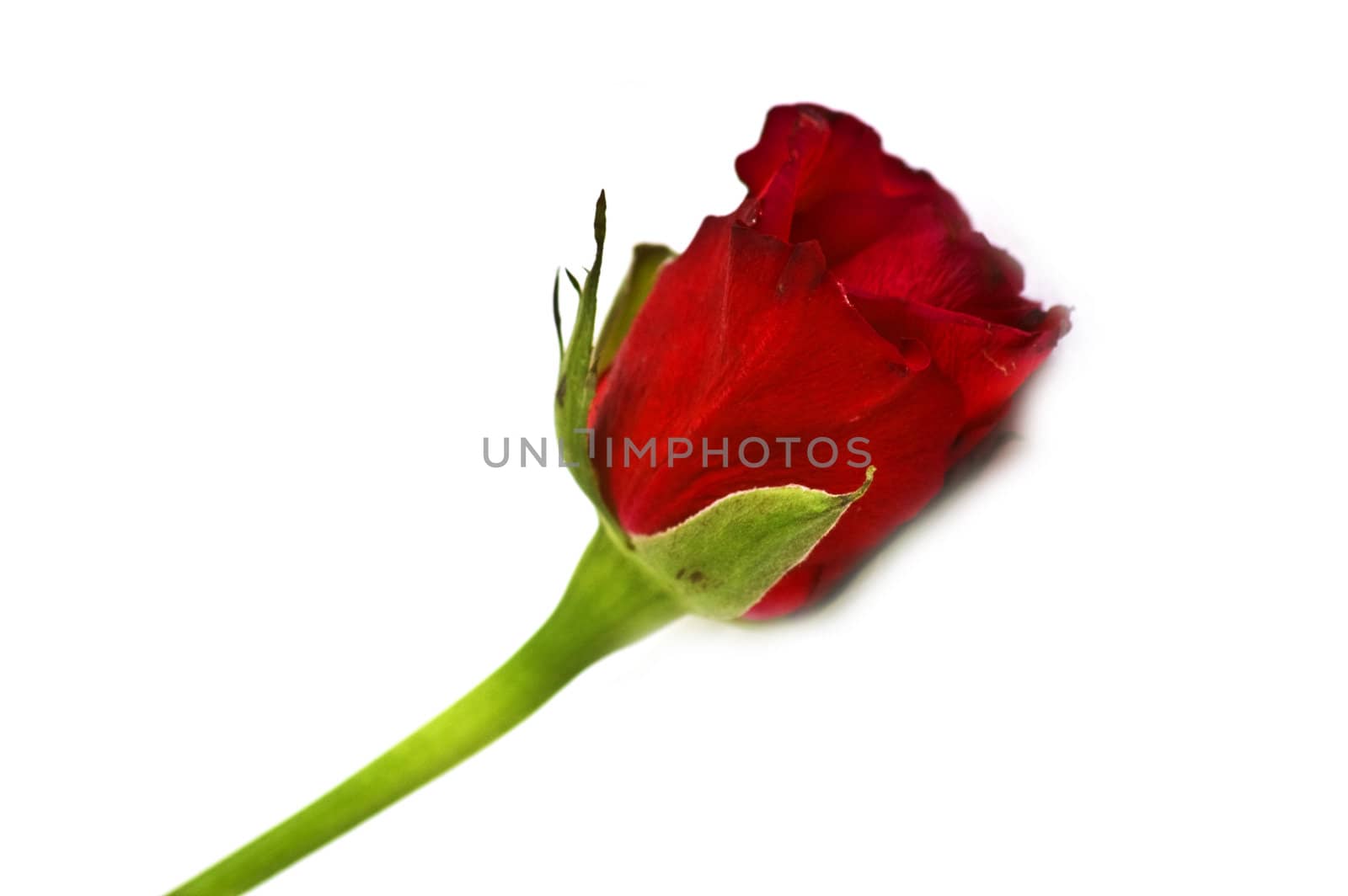 Isolated red rose close-up by mylips