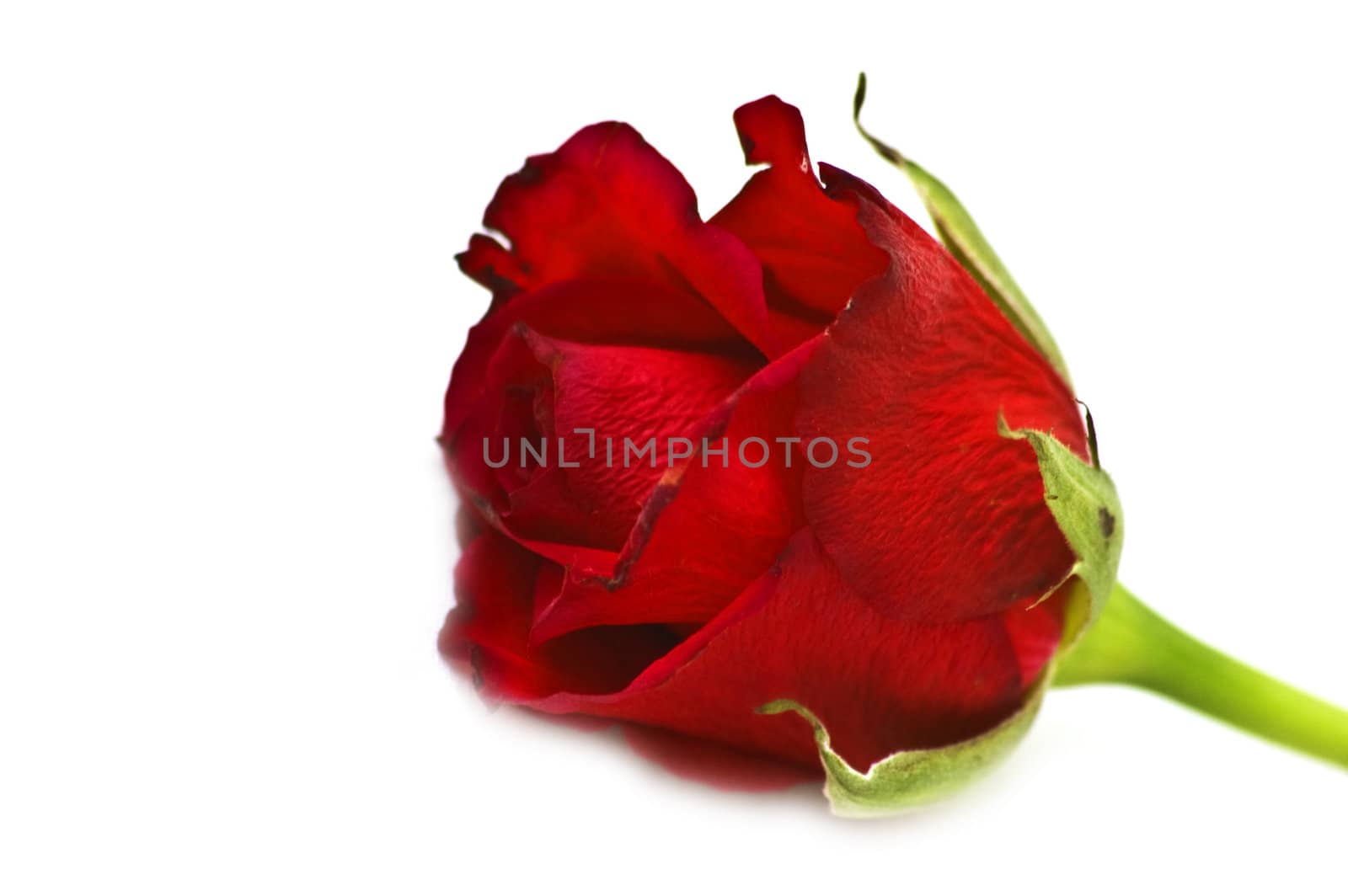 Isolated red rose close-up by mylips