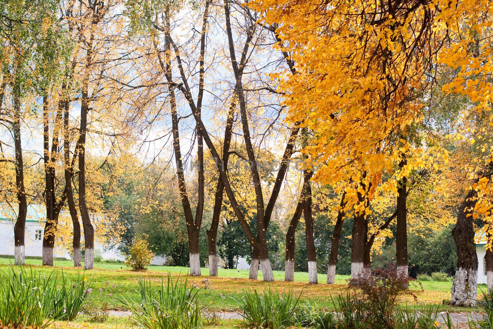 Yellow autumn trees in a park
