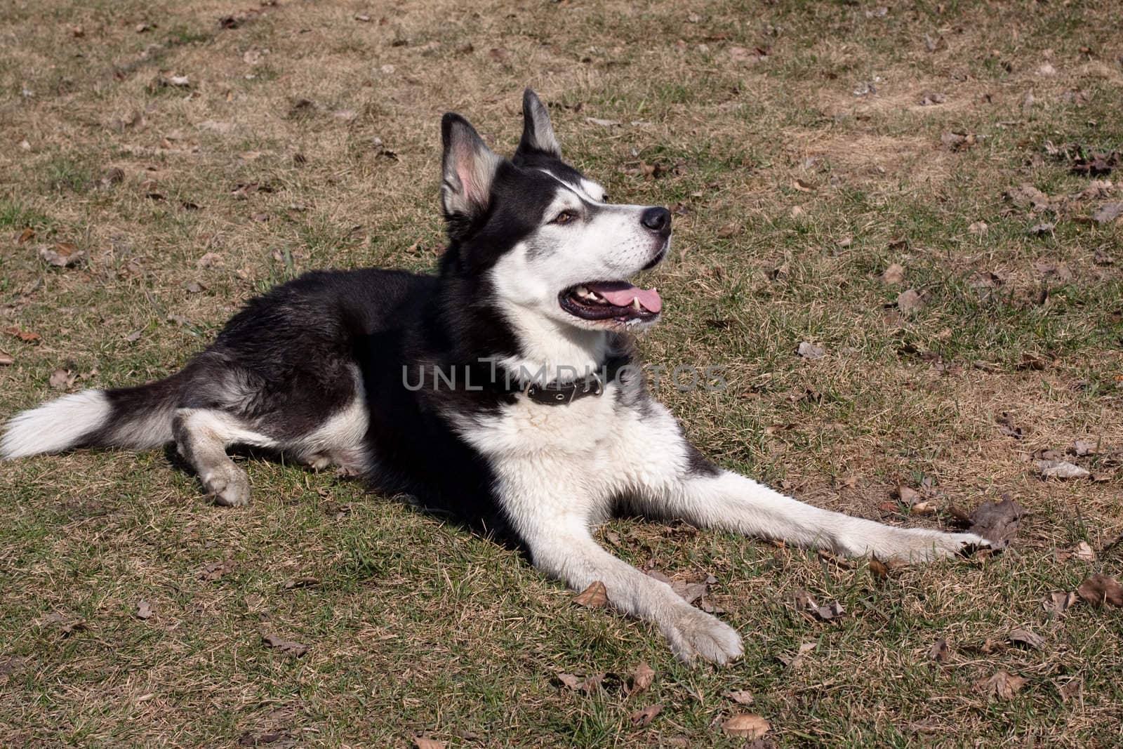 A lying black and white husky in the park
