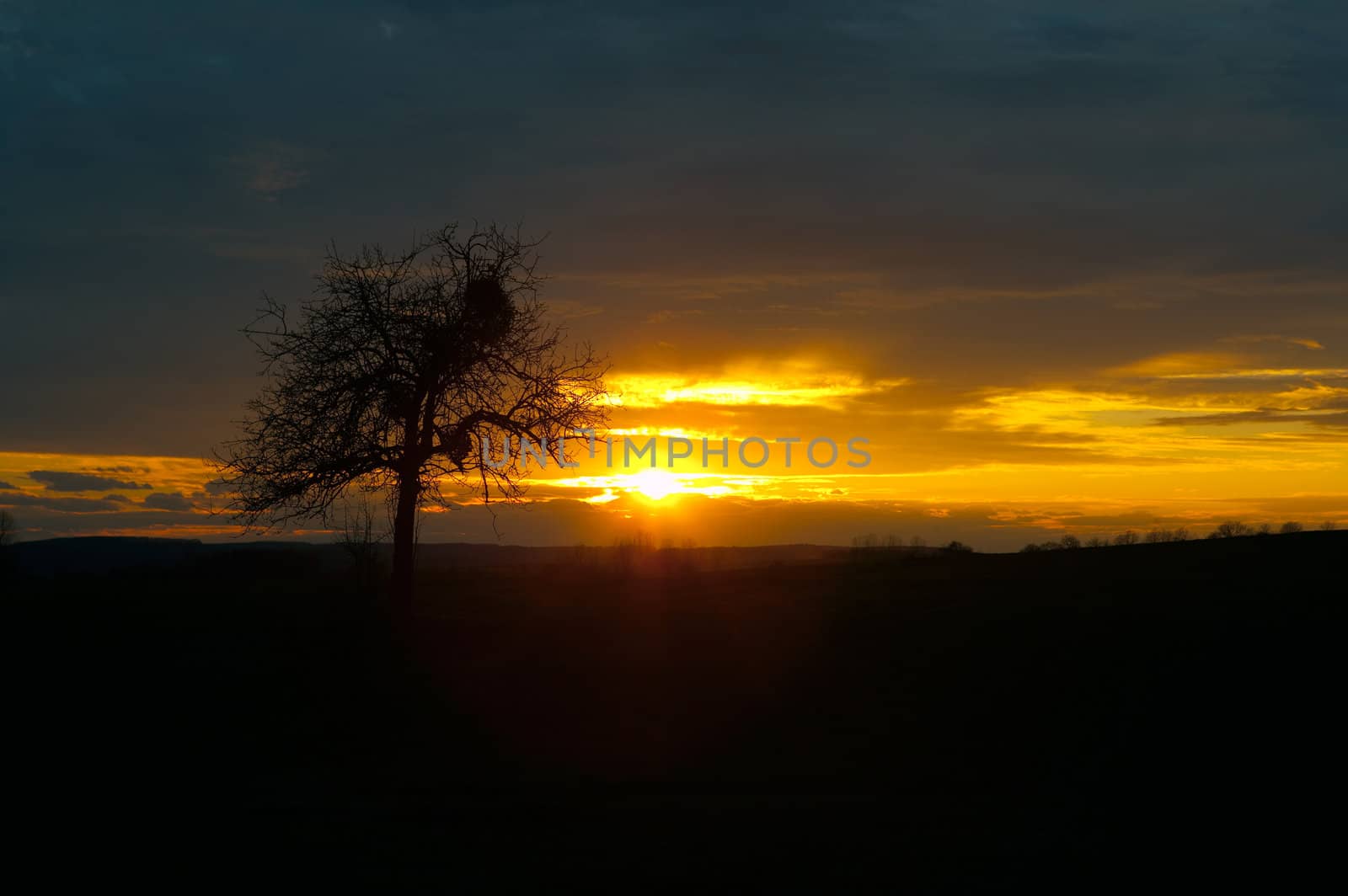 Colorful orange sunset with a lonely tree against the colored sky