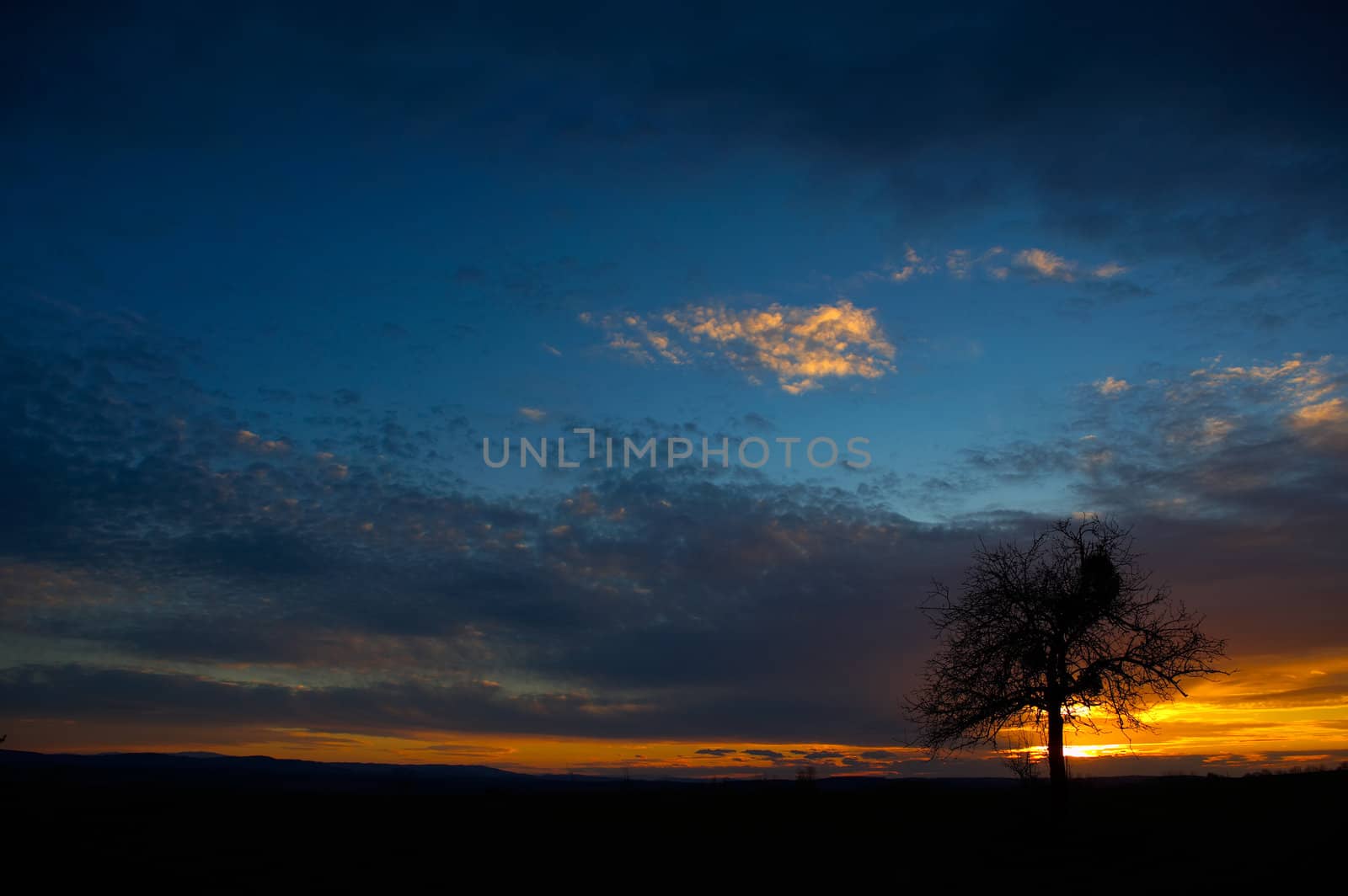 Colorful sunset with a lonely tree against the colored sky