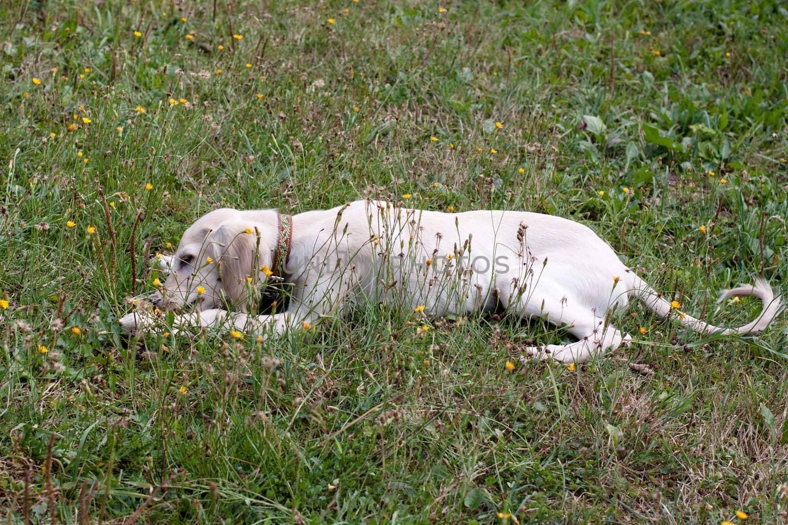 A lying white saluki pup and yellow flowers
