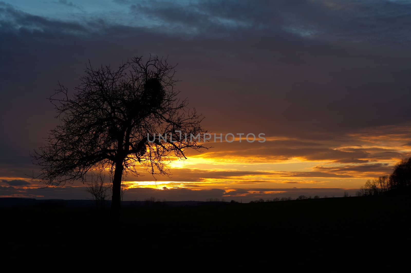 Sunset and lonely tree, bright clouds by ecobo