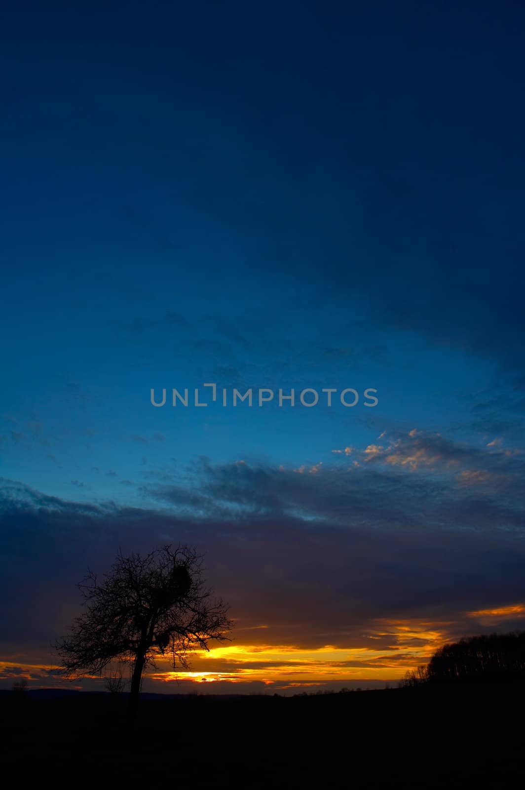Colorful sunset with a lonely tree against the colored sky