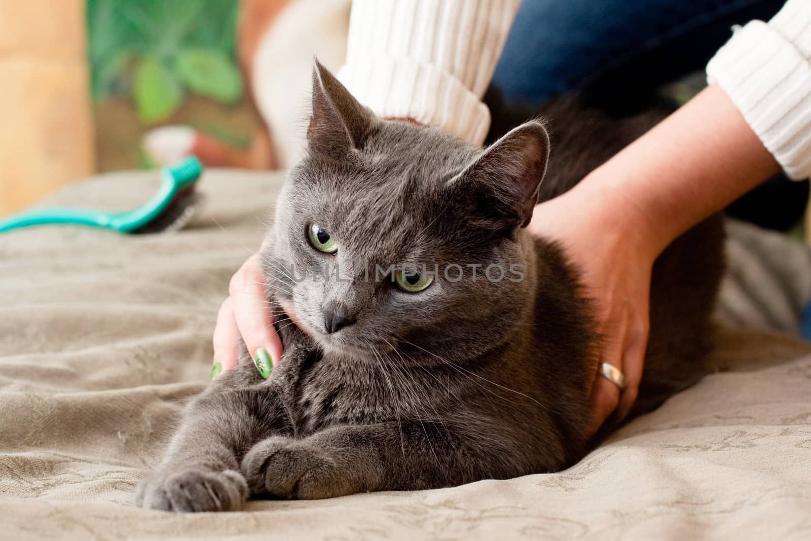 A gray cat and a women hand
