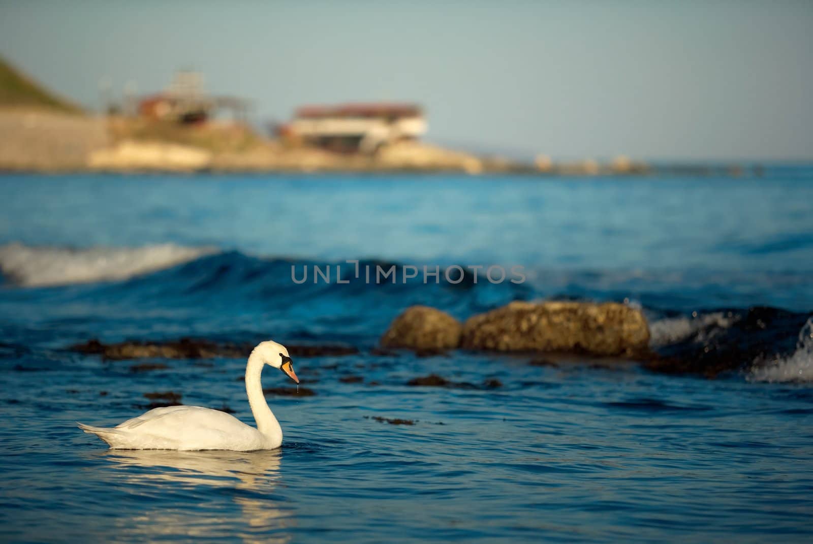 Swan near Nessebar by ecobo