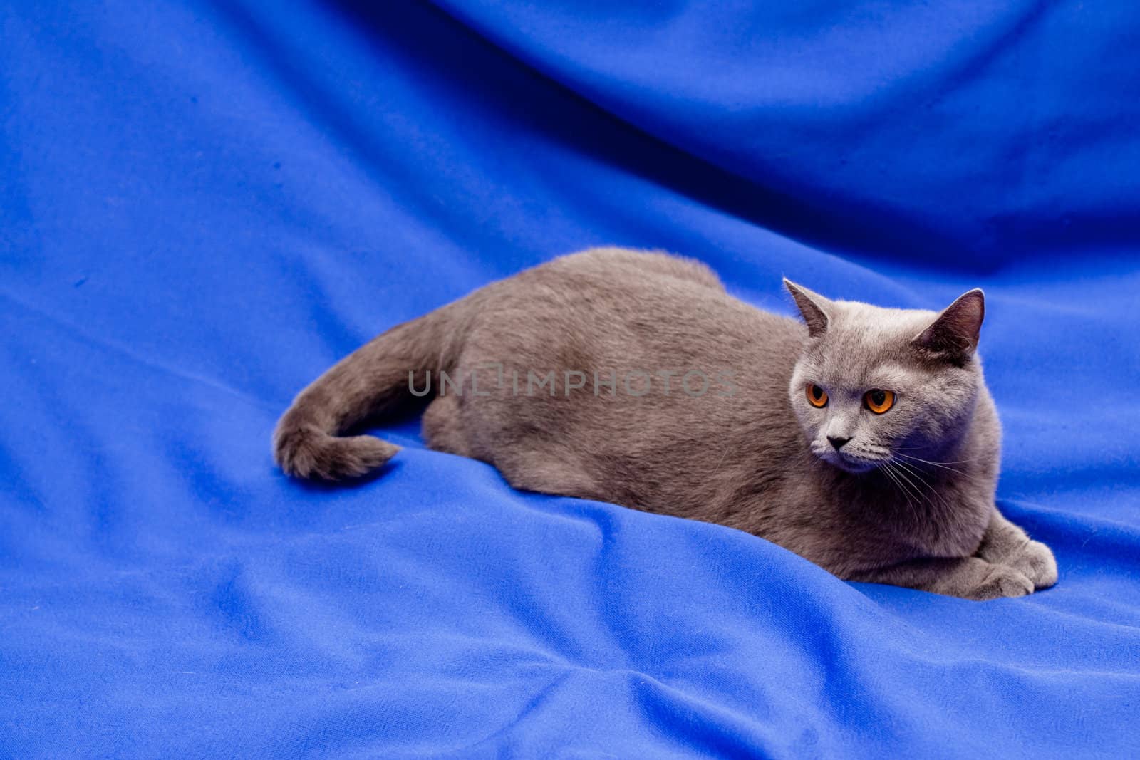 A yellow-eyed British cat on blue background
