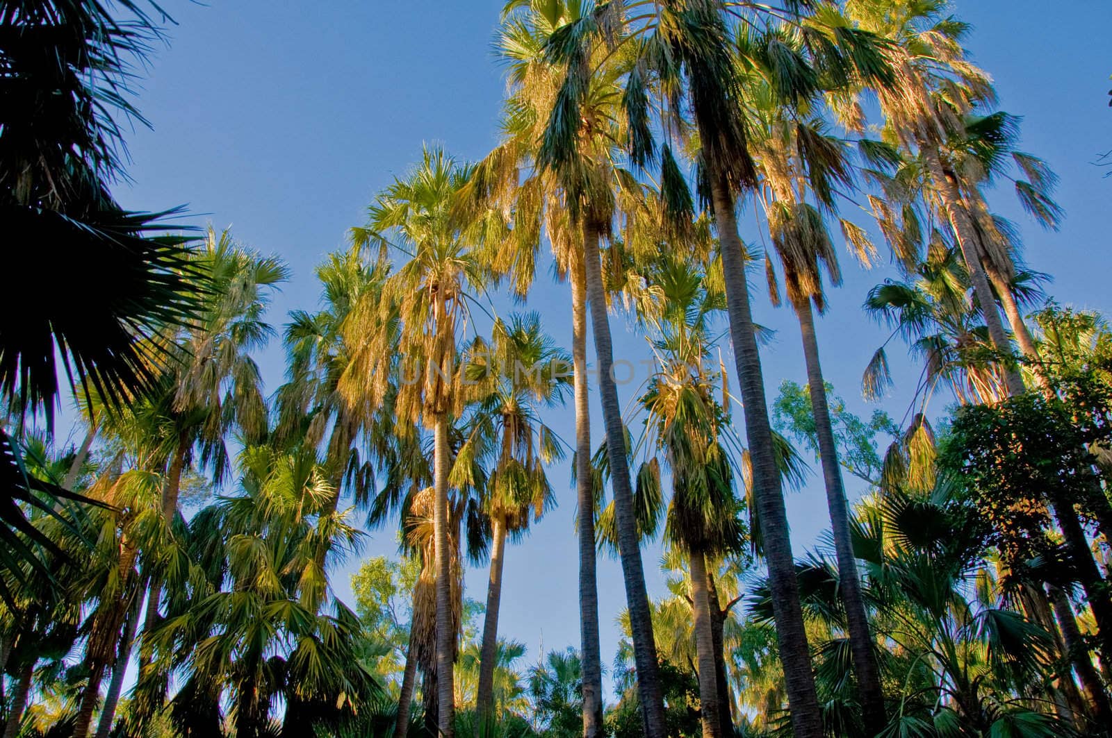 australian scenery in a tropical area, northern territory