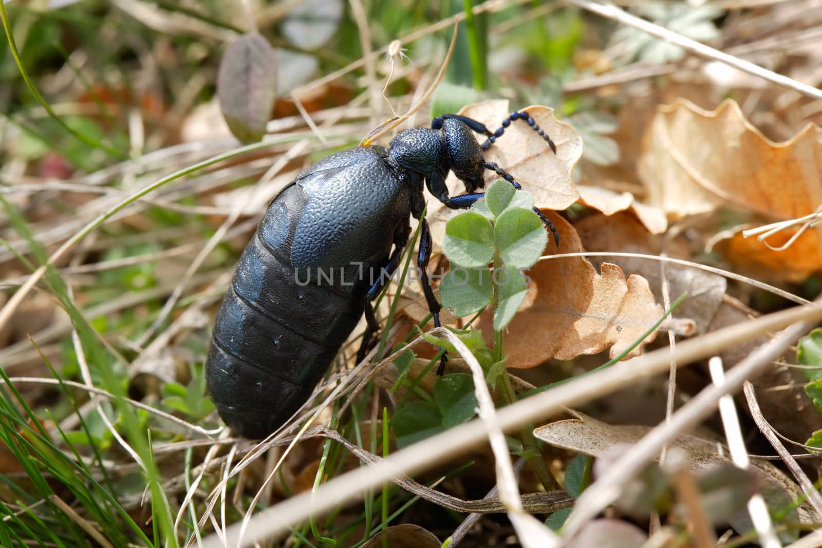 Cose-up of an insect -  a beetle - om a spring vegetation