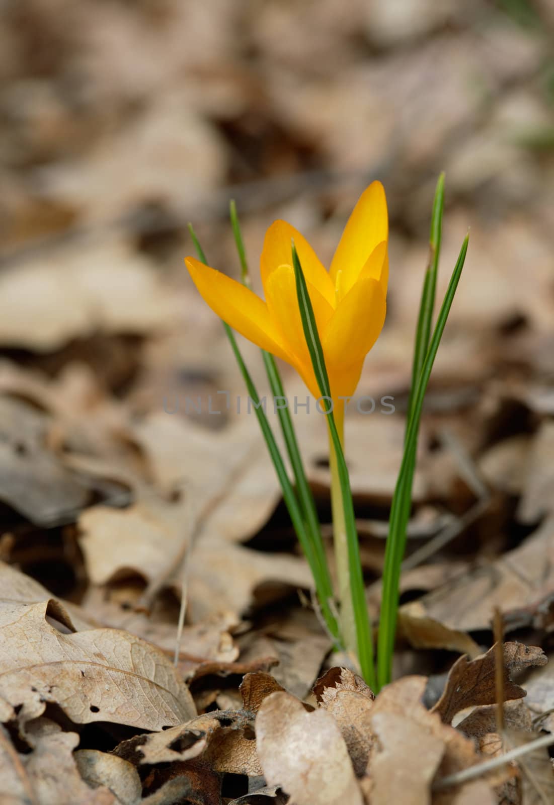 Spring flower - a crocus