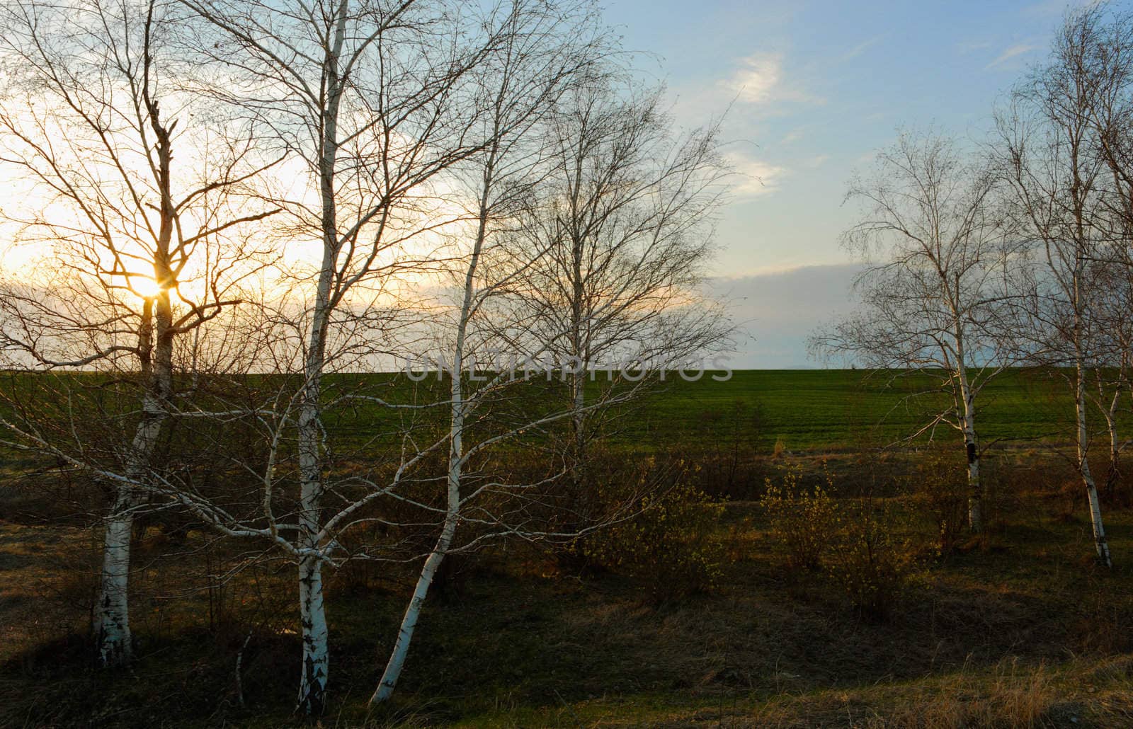 Birch trees at sunset by ecobo