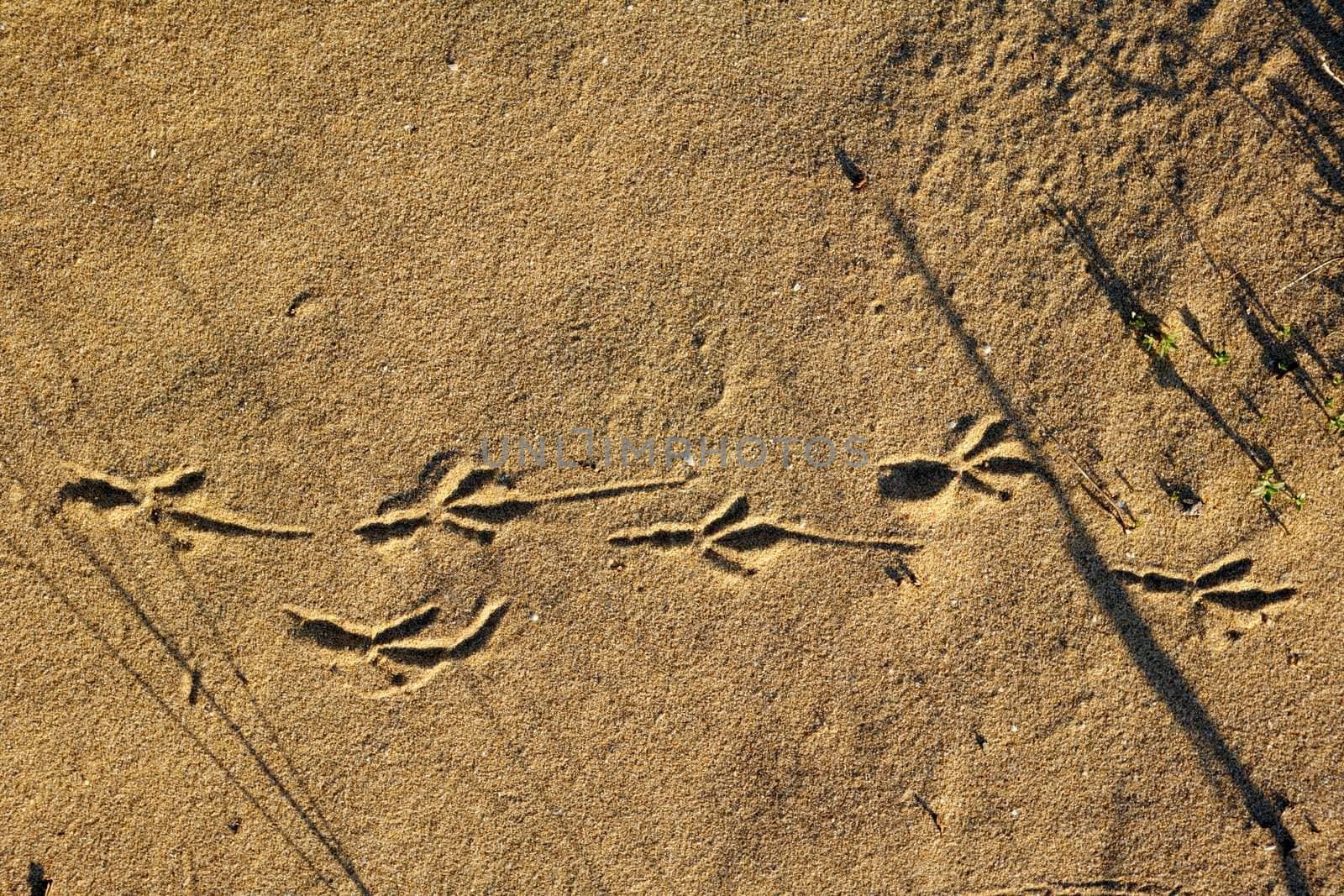 Bird trace on a sand at the sea coast