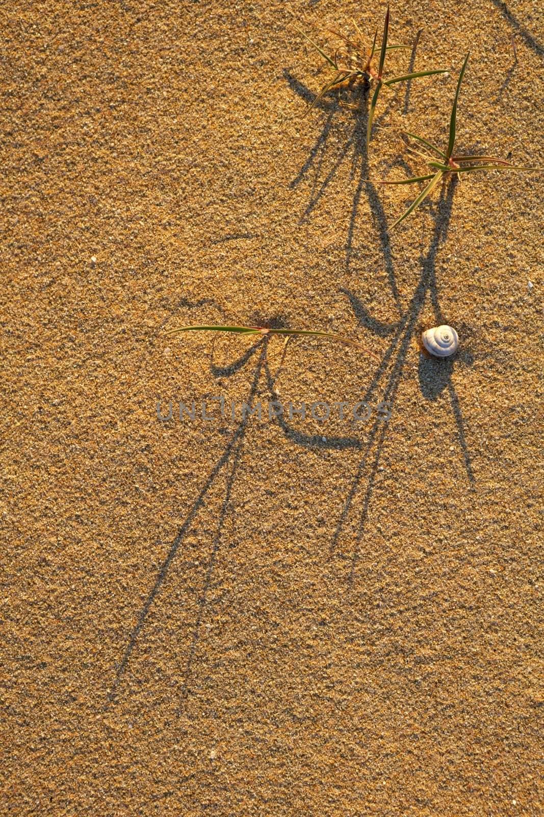 Abstract composition with sand, grass and a shell