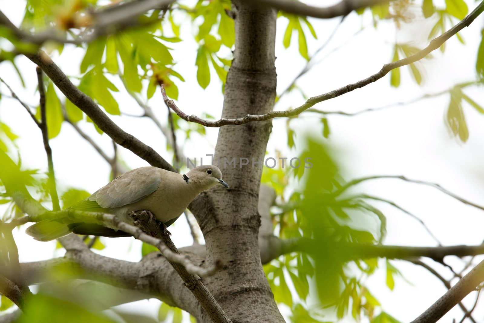 Turtle dove on a tree branch