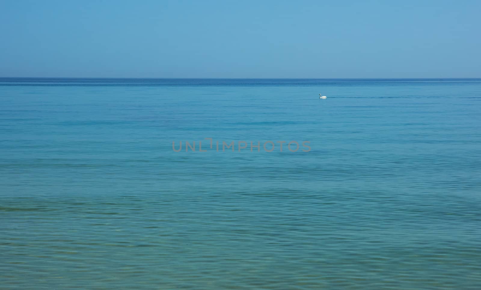 A swan in a blue calm sea