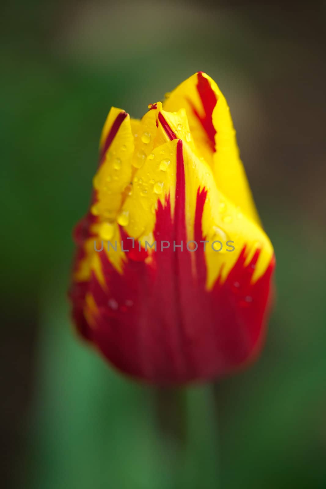 Red and yellow colored tulip