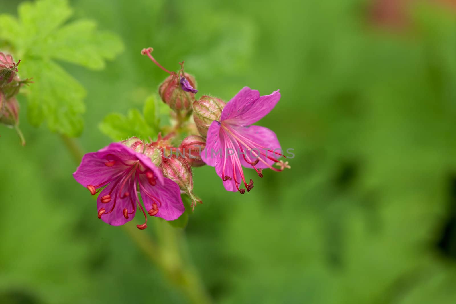 Two blossoms of wild geranium