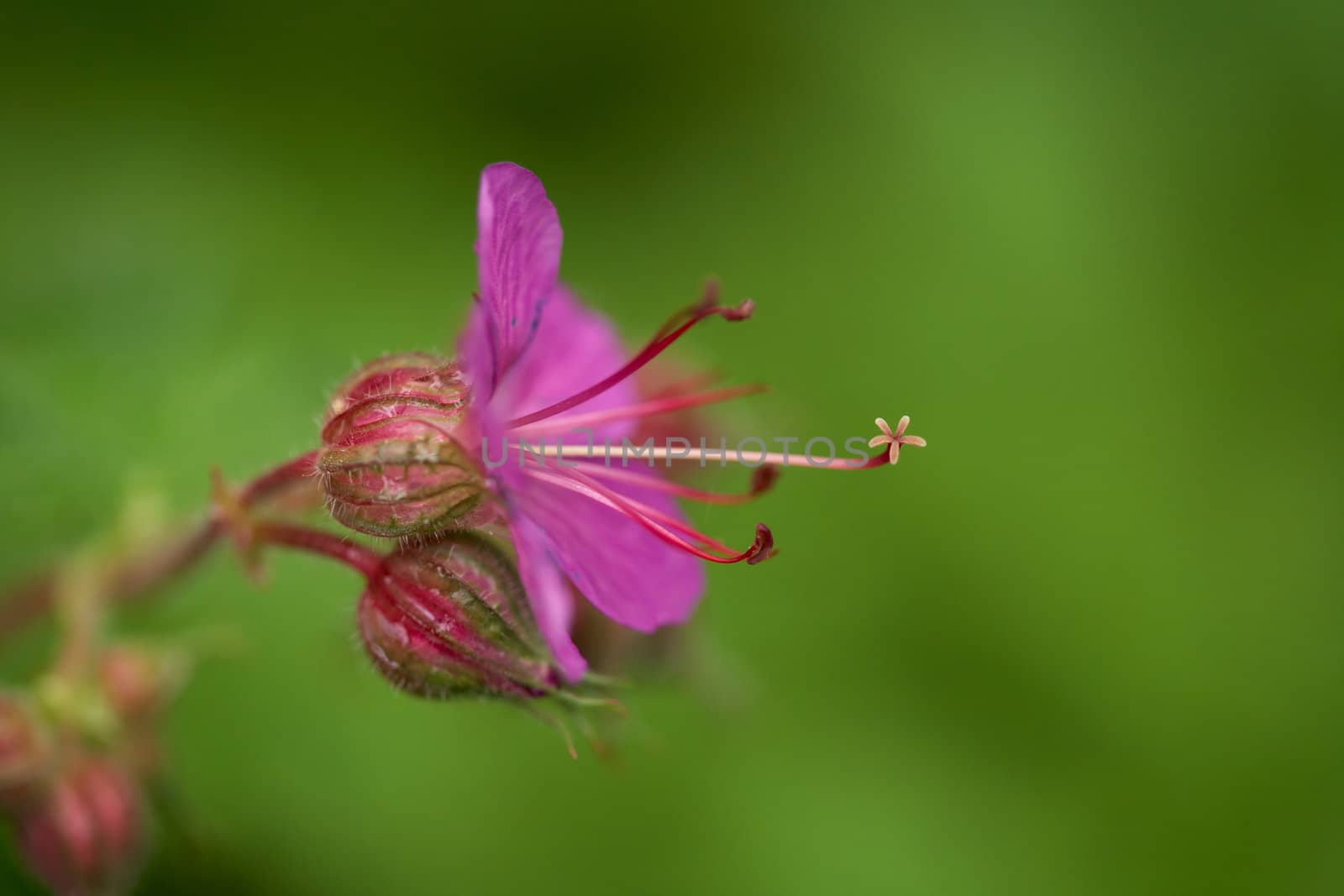 Wild geranium blossom by ecobo