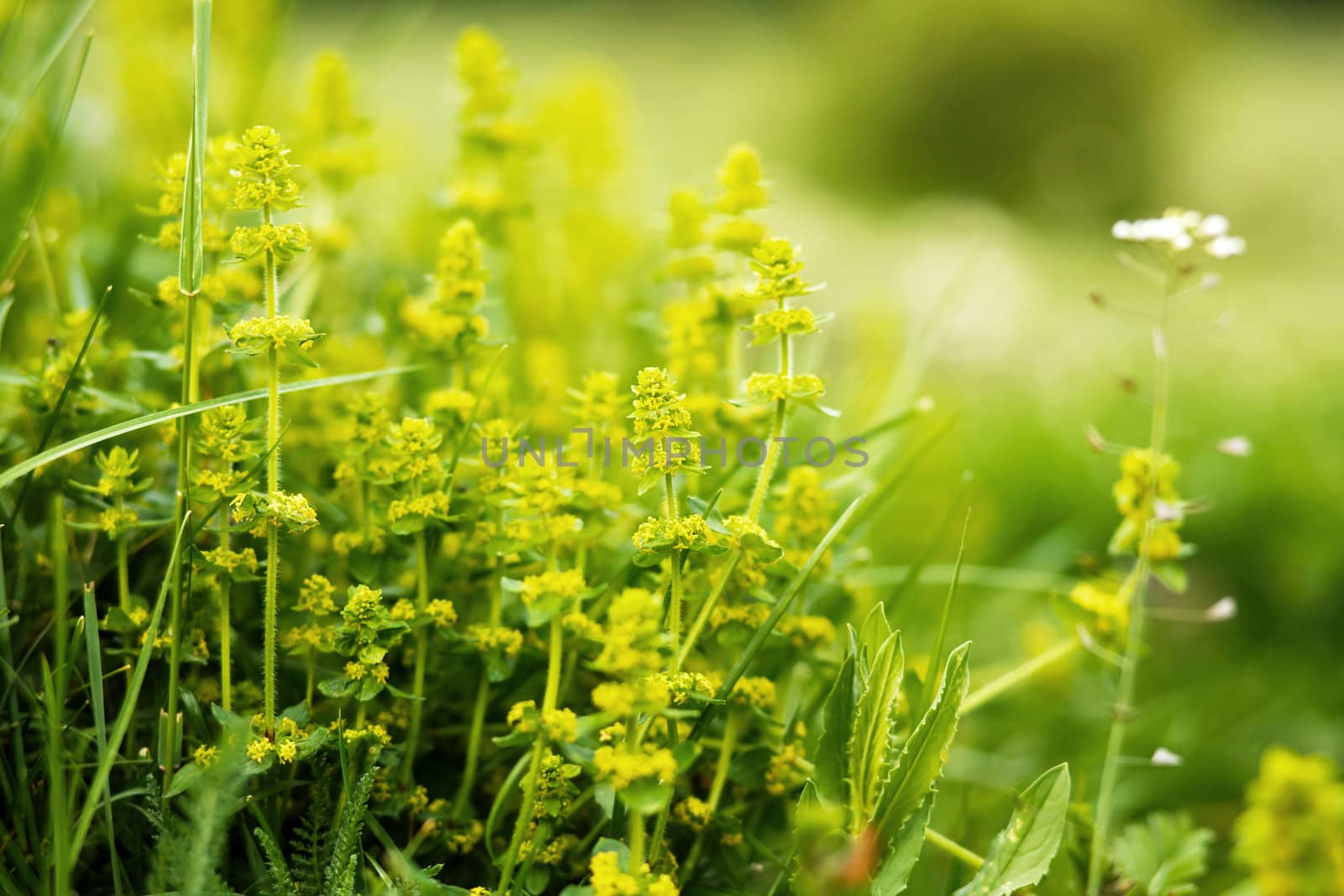 Yellow spring herbs