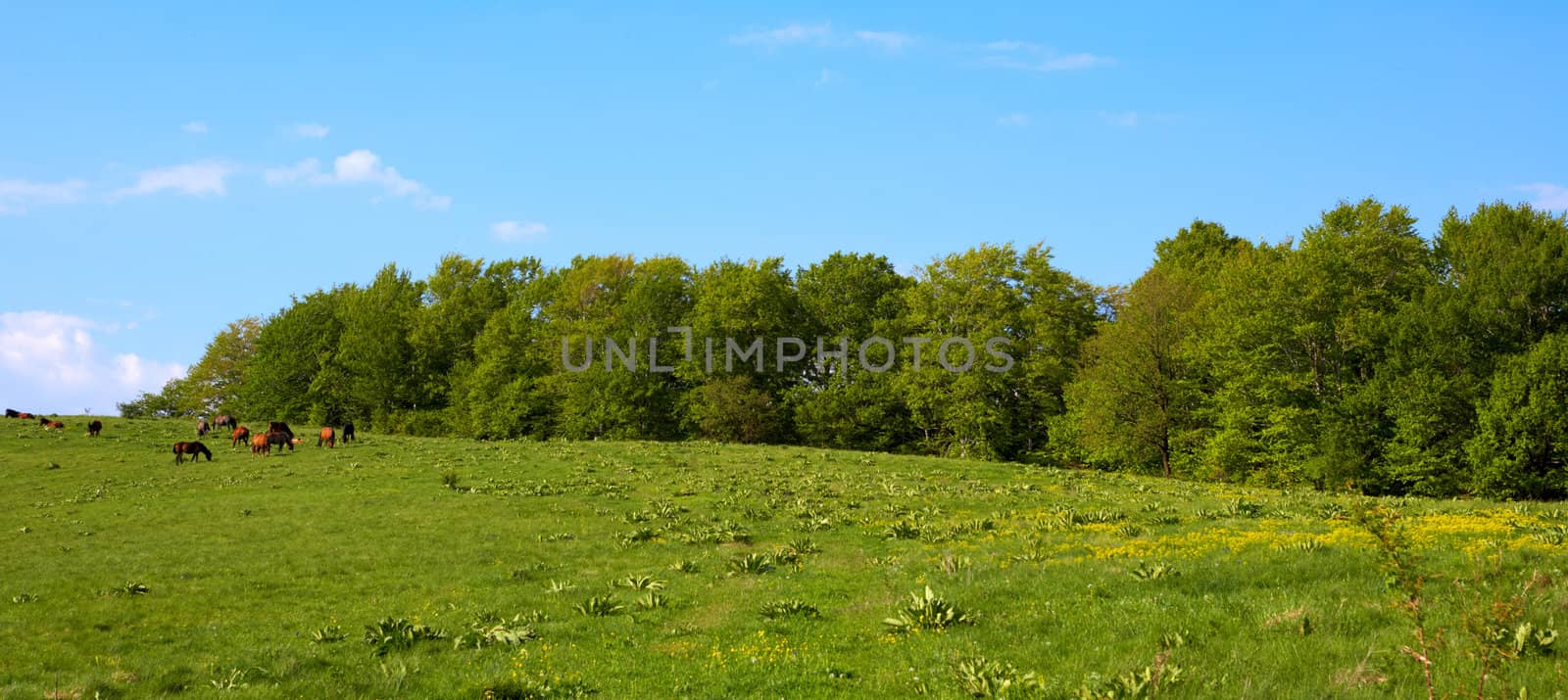 Spring landscape with forest and horses