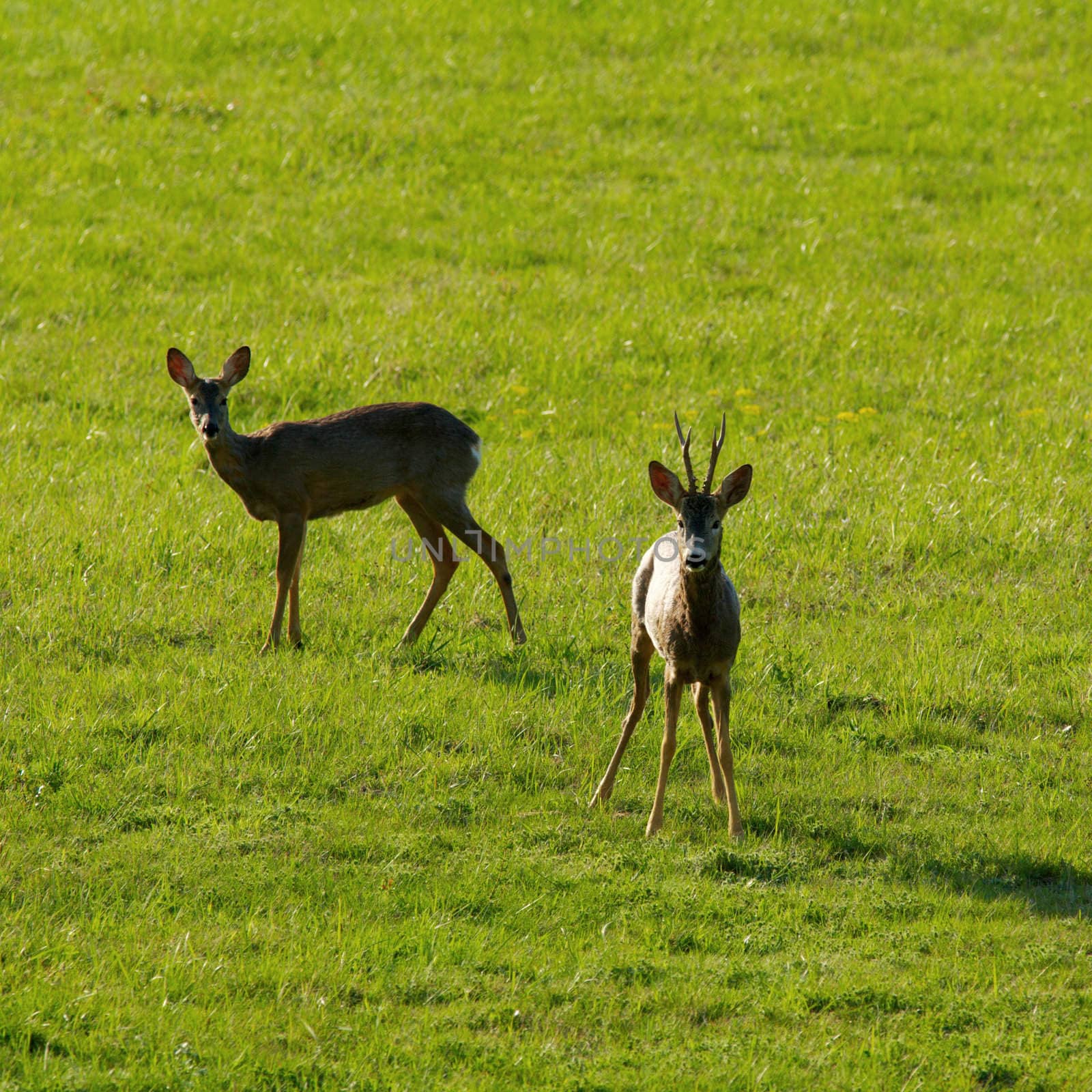 Roe deers on a spring green grass