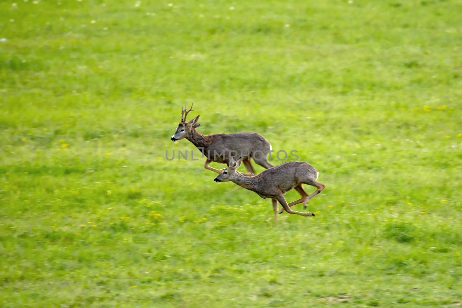 Running roe deers running on a spring green grass