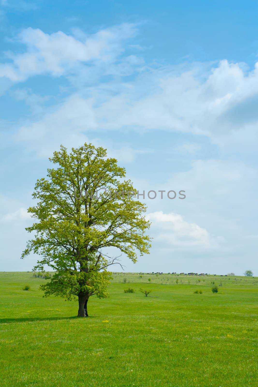 Green countryside - spring meadow with a tree