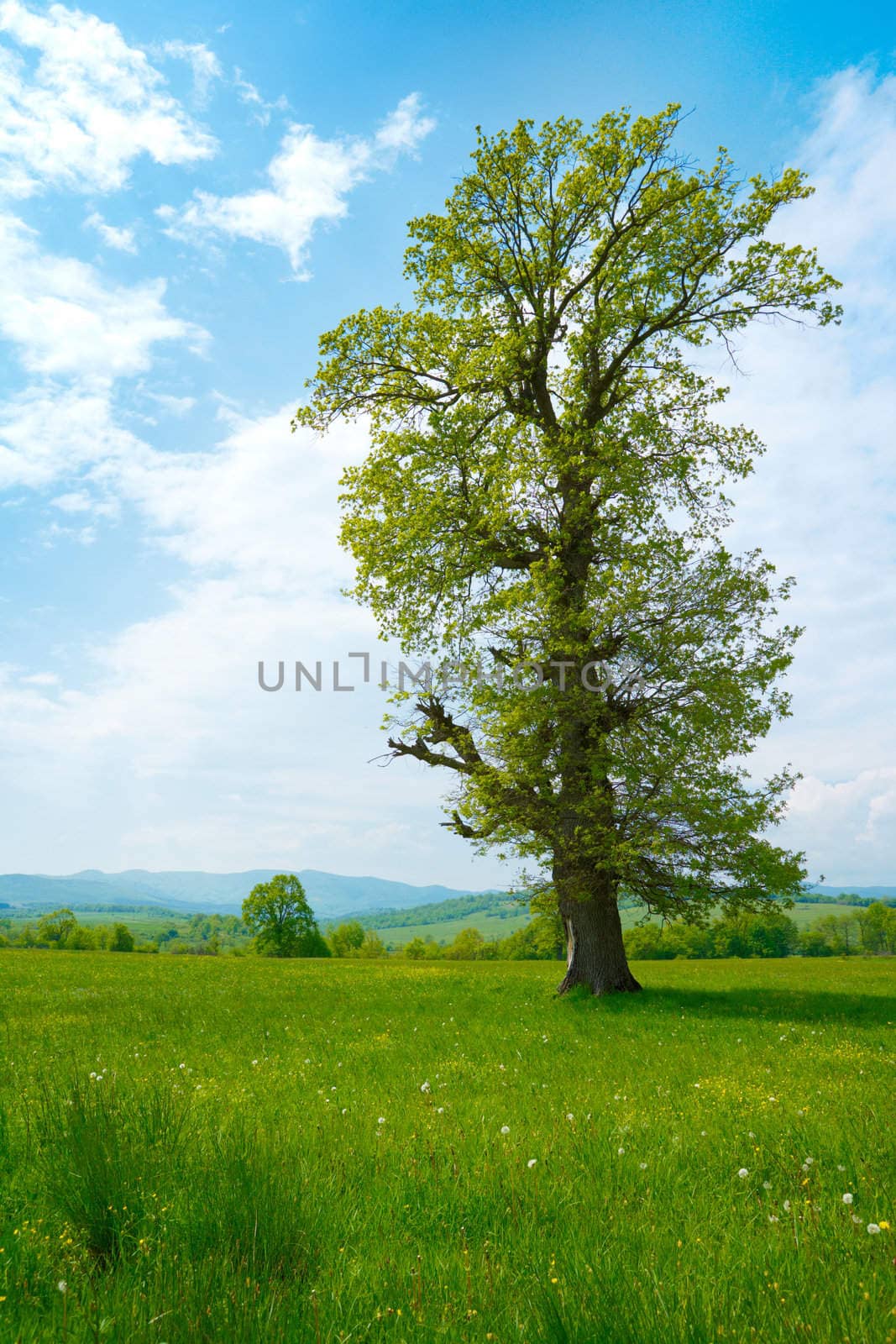 Big old tree in a green spring meadow
