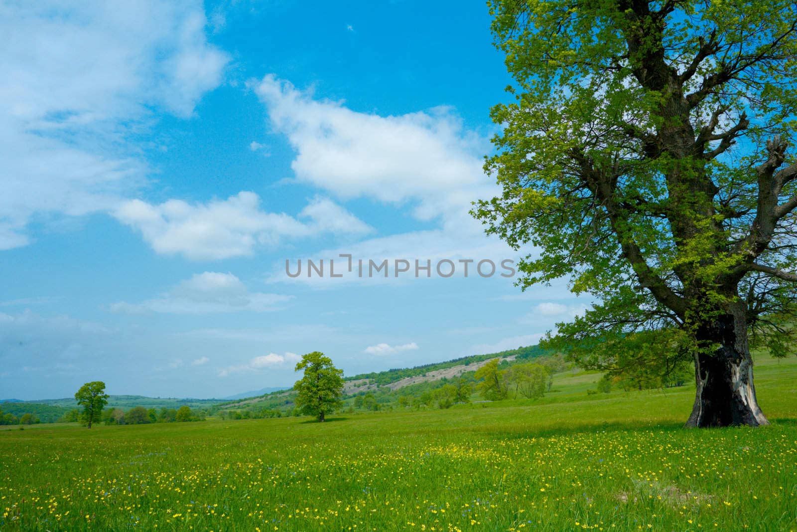 Green spring landscape with beautiful colored sky